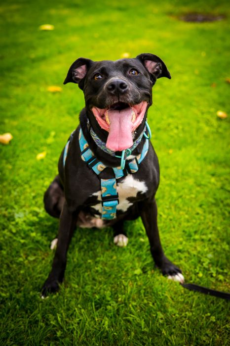 Suczka pitbull szuka domu , adopcja, staffik, amstaff