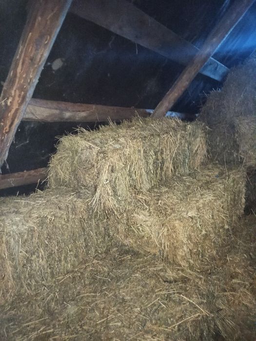 Сіно тюковпне люцерна