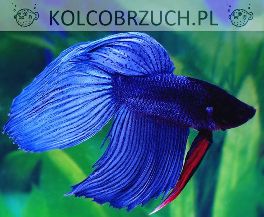 Bojownik wspaniały NIEBIESKI - Syjamski - Betta - wysyłamy
