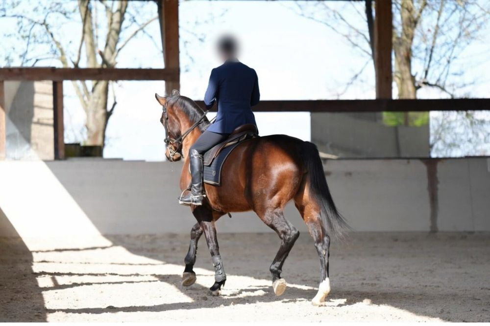Égua Warmblood Westfalia de Elite 9 Anos First Selection x Marquis
