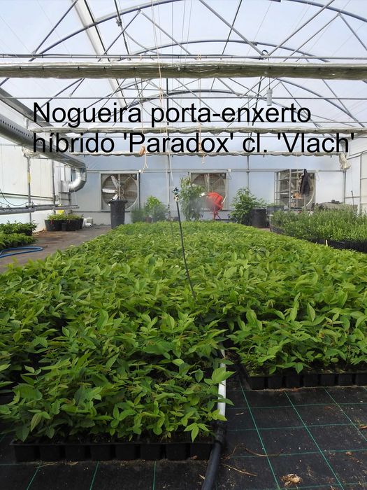 Porta enxerto de Nogueira 'Vlach'