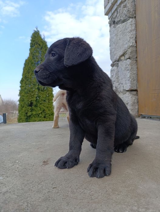 Хлопчик Чорний є Дівчата