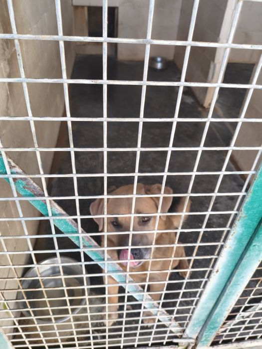 Piękny Biszkoptowy Blue amstaff, łagodny i przyjazny TTB