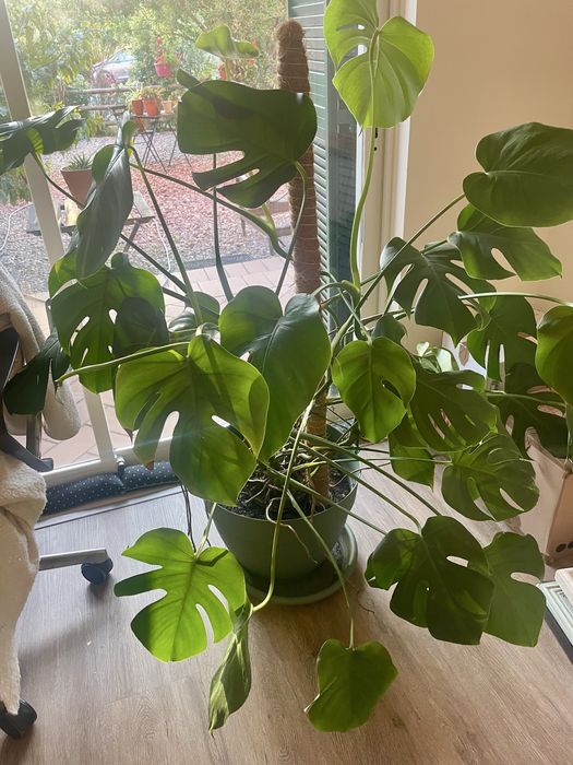 Monstera Costela-de-Adão 1,25 m