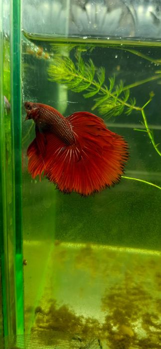 Петушки пiвники betta fish  дамбо и кои гурами  жемчужный