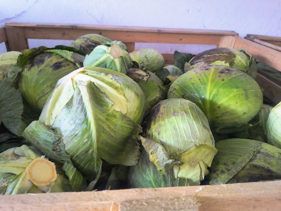 Kapusta paszowa duża