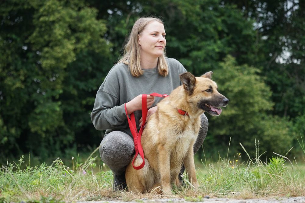 Trycek - pies w typie owczarek niemiecki