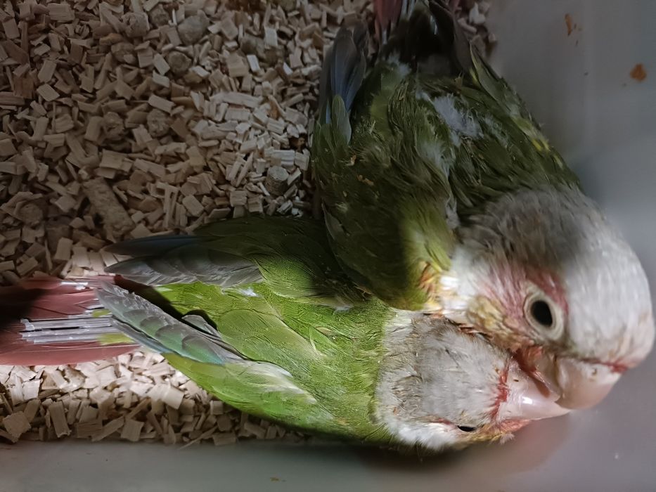 Casal de pyrruras pineapples