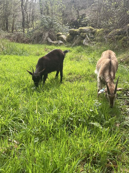 Cabras para Venda