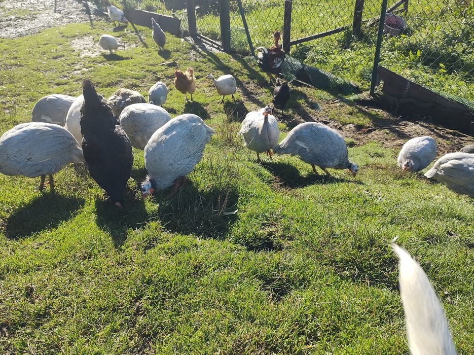 Perliczki tegoroczne