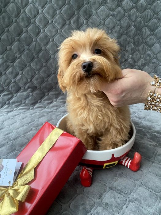 Мальтіпу хлопчик F1