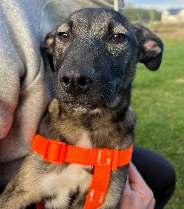 Urocza suczka Capri do adopcji