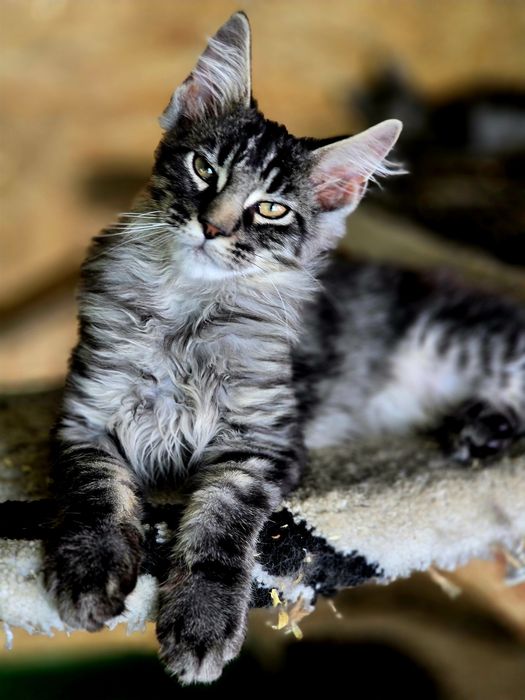 Maine Coon kocieta /