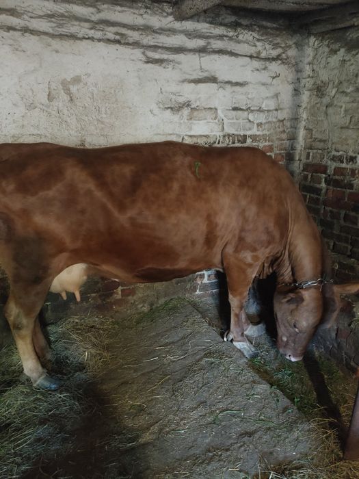 Продам корову тільну
