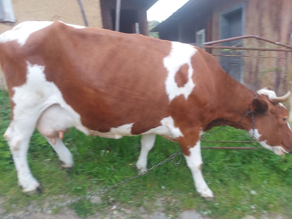 Продам породисту корову