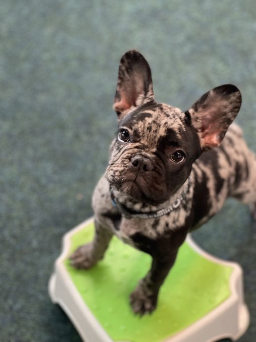 Кінолог Київ Буча Гостомель Бородянка