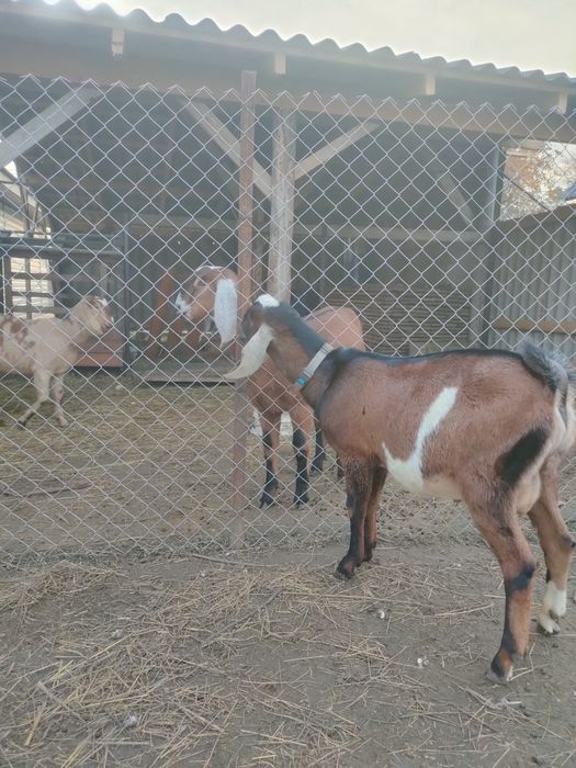 Козел цап Англо нубійський