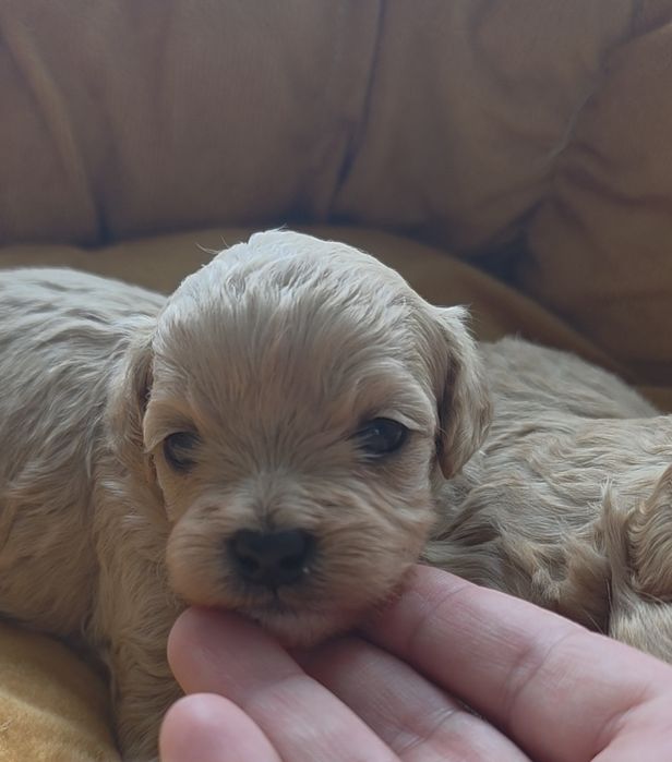 Śliczne Maltipoo F1 do rezerwacji