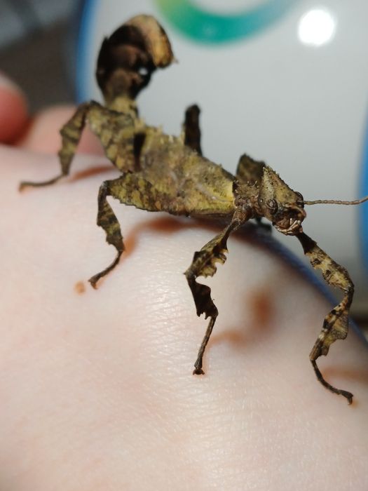 Sprzedam Straszyki Australijskie