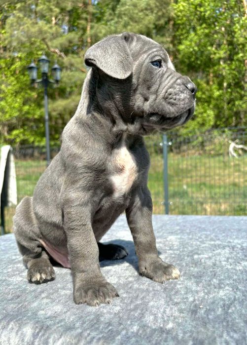 Cane Corso szczeniak  ZKwP (FCI)