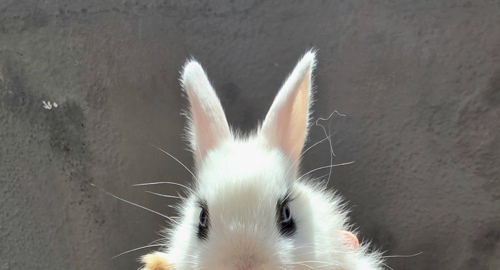 Coelhos anões mini para companhia