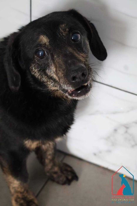 mały piesek Tuco szuka domu