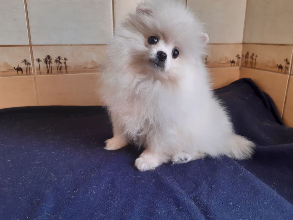 Цуценята померанського шпіца