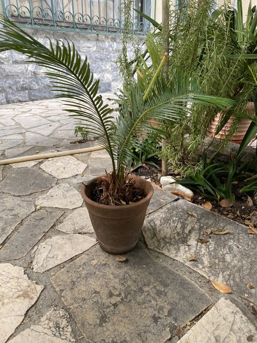 Cicas varios tamanhos