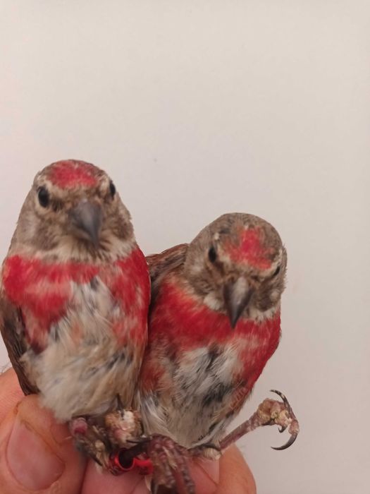 Bicos Grossudos  anilhados 2024/2025 (Outras aves)