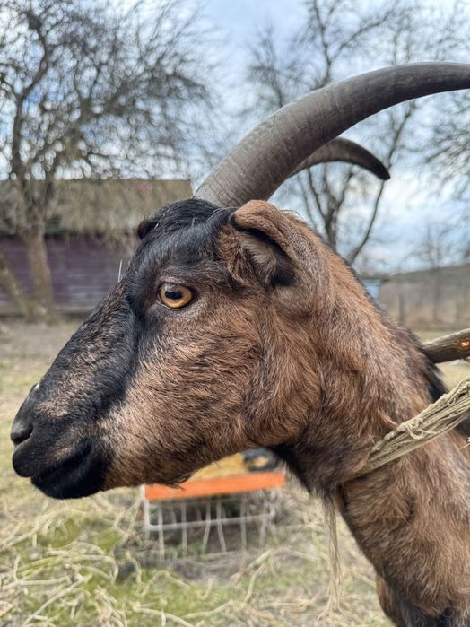 Коза дойная нуболаманча