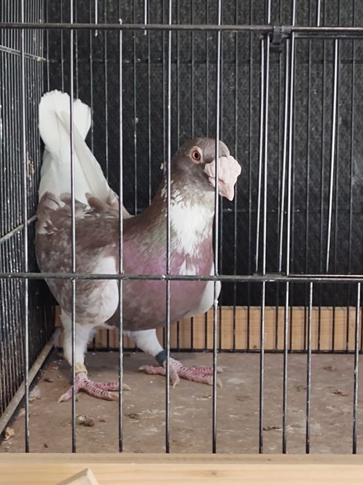 Gołębie pocztowe staropolskie