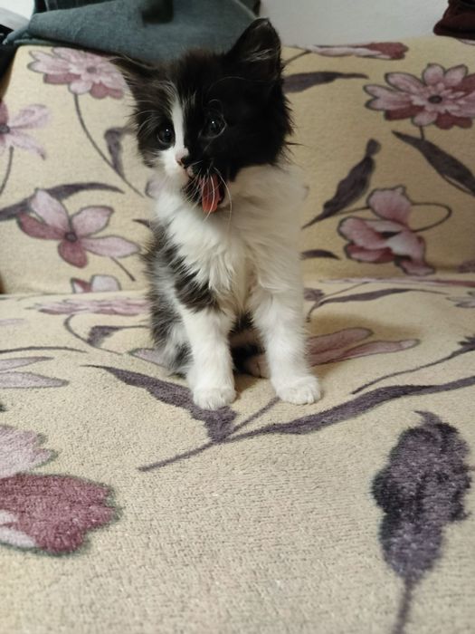 ВІДДАМ кошеня в хороші руки!