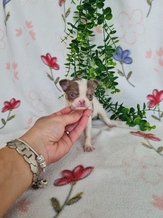 Excelente menino mini pelo longo Chihuahua/Chiuaua Cabeça de Maça,Qualidad