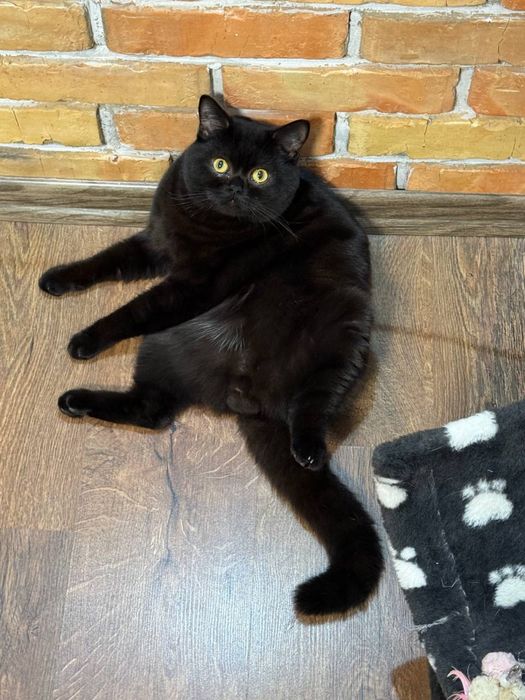 Чорний мармуровий хлопчик шукає собі дівчинку.