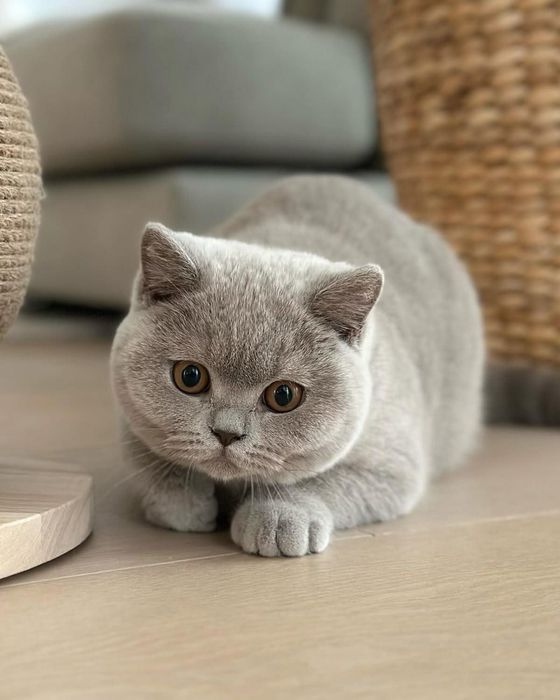 Шотландские котята.
