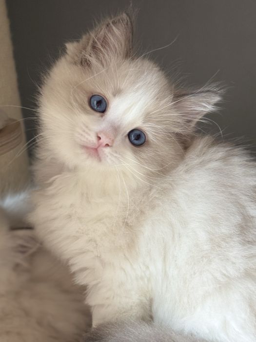 Zjawiskowy kocurek Ragdoll