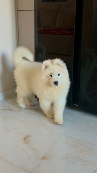 Samoyed, samojed, szczeniak po rodzicach ZKwP, FCI, Kraków
