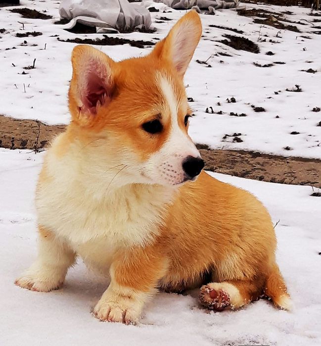 Дівчінка вельш коргі пемброк