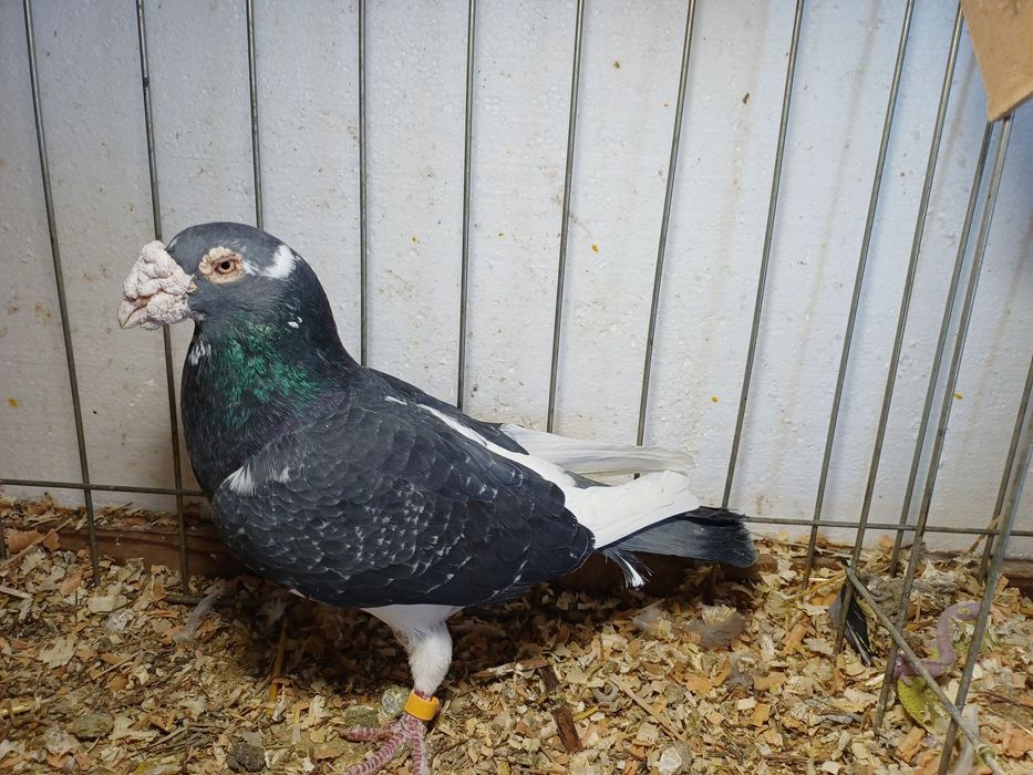 Golebie staropolskie