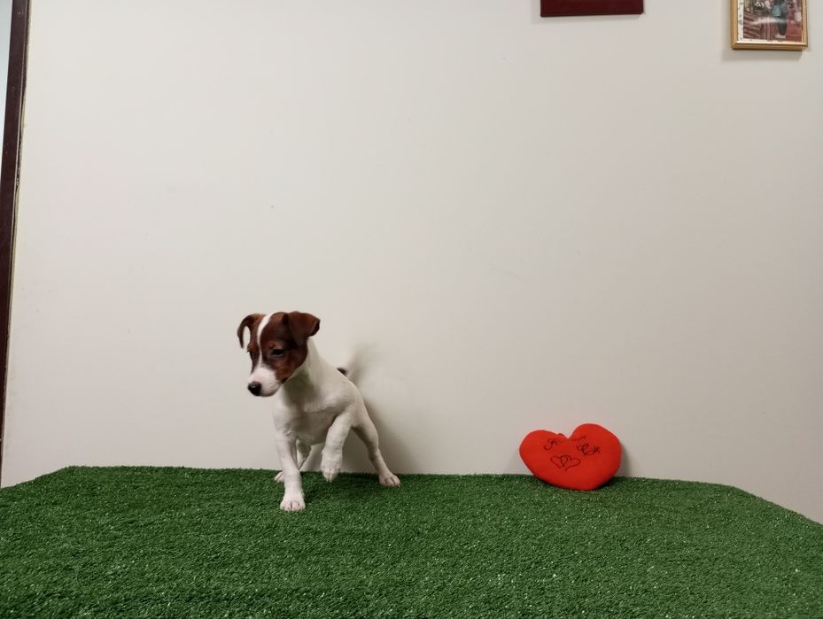 Suczka Jack Russell terrier