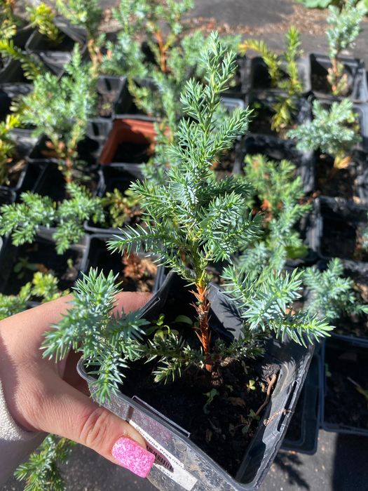 Гортензія, ялівець, туя