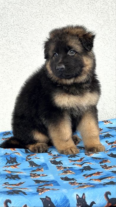 Цуценята німецької вівчарки КСУ