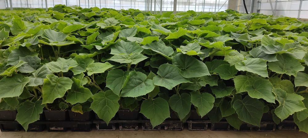 Paulownia Híbrida Turbo Pro em Vaso de 600 ml