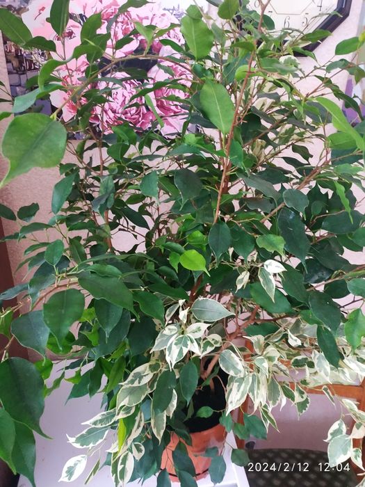 Фікус Бенджамім+Твілайт