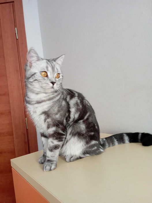 Шотоандець прямовухий стирилізований картка клуба родовіД WCF