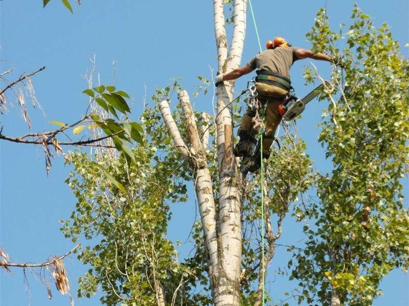 Дрова Акации, Ясенья, Береста, Фрукты, Дуба. Спилю, обрежу дерево