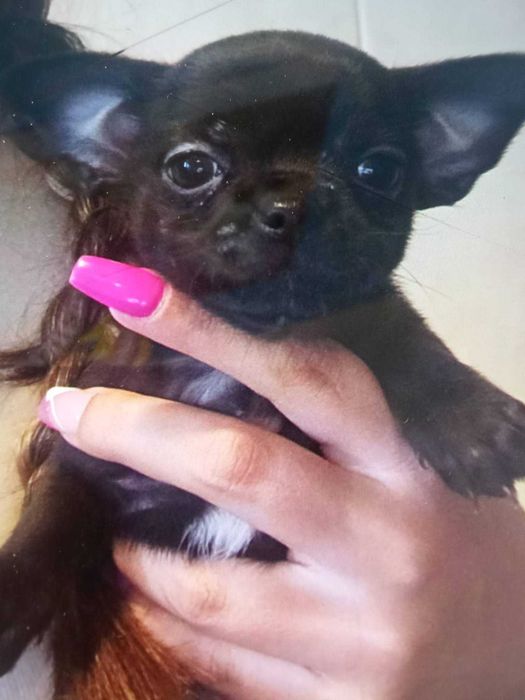 Chihuahua mini lindissimo