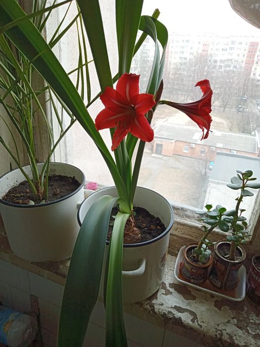 Гиппеаструм (комнатная лилия) срочно продам