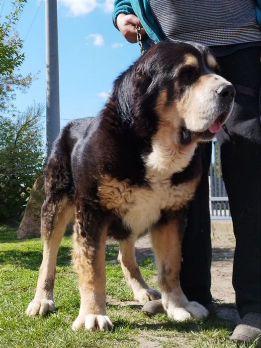 Owczarki Środkowoazjatyckie