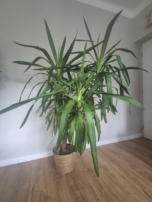 Duża Juka Dracena 160cm